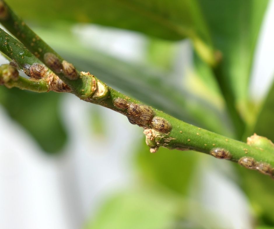 Most Common Citrus Pests & Diseases Love The Garden